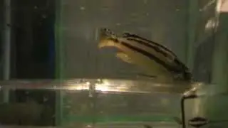 golden spitting fry 03072013
