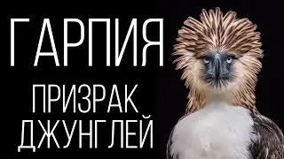 HARPIES: KILLER BIRDS OF PREY