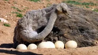¿Sabías Cómo Pone Huevos El Avestruz?