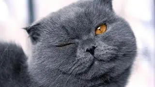 КОТ ПРИКОЛЬНО МЯУКАЕТ