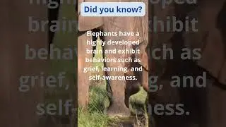 Elephants #Elephants,#Wildlife,#AnimalFacts,#KidsLearning,#FunFacts,#AmazingAnimals,#Nature