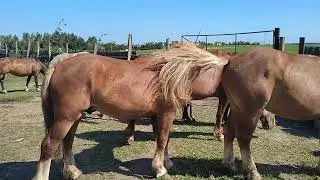 Породистого жеребца привели в табун