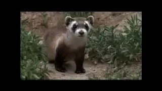 4 Black-Footed Ferret