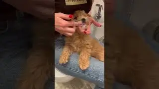 Вечерние ритуалы красоты для Барни ❤️. dog brush teeth. #мальтипу  #dog #собака #shorts