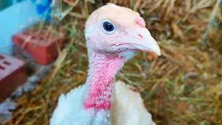 Bought 13 little turkeys. They peck at everything that's shiny!