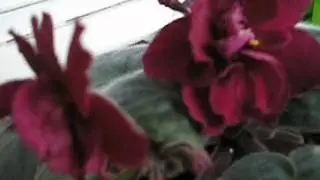 Фиалки Гладиатор