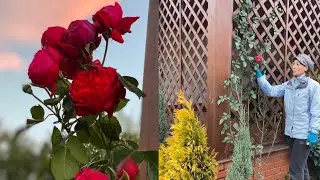 How roses winter in the south. Do I cover? Pruning Young roses, on the stem.