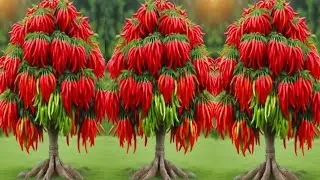 Great Skills propagation chilli tree growing fast  to tomato
