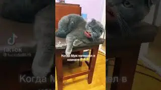 Кот говорящий рот. Когда муж напердел в комнате.