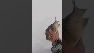Бешеный жор карася зимой со льда