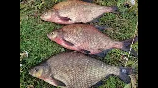 Красавчики ЛЕЩики на фидер в августе! Go Fishing! Makšķerēšana Latgalē!