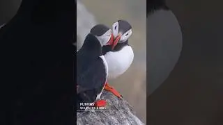 Birds Puffins  