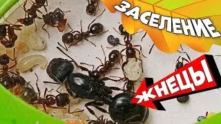 Заселение муравьёв-жнецов в ферму Мини плюс