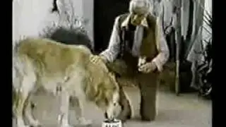 Alpo Dog Food Commercial (1980)