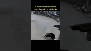 DOMUZ KAZLARI YİYOR