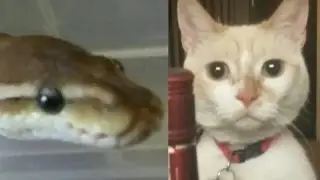 Ball Python Handling, Eating a Munchkin Cat?