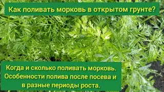 Как поливать морковь в открытом грунте/когда поливать морковь/сколько поливать морковь/полив моркови