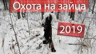 Охота на зайца 2019.Выход зайца на номер./Hunting for a hare 2019. Exit the hare to the number.