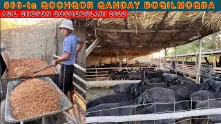 ASIL CHOPON NASILDOR 800-ta Qochqorlarga qanday yem beradi ☎️ +998 99-02