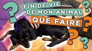FIN de VIE de son ANIMAL : comment le gérer ?