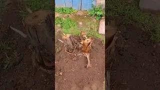Банан на новом месте 👍