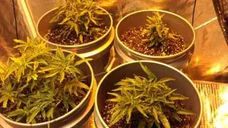 Medical Marijuana Grow Update!
