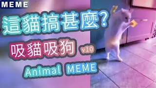 這貓搞甚麼!? 搞笑動物迷因合輯 | Funny  Animal Memes V10  | 吸貓吸貓 | 貓狗搞笑 | 動物搞笑 | 迷因是什麼