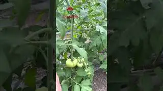 Помидоры в теплице. Подкормка, полив, уход. #черныйпомидор #желтыйпомидор #алабино #теплица #кубань