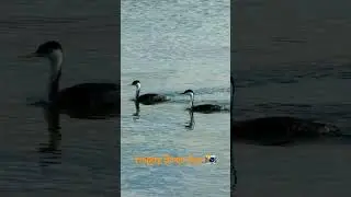 Utah's birds 🐦 enjoy our Utah's Lakes & Reservoirs by Ana Sosa #birds #lakes #utah