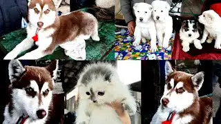 Янгиобот ит бозори нархлари