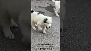 Щенки питомника ТИМЕРТАШ  В питомнике есть доступные щенки Также ведется запись на щенков ОСЕНЬ ЗИМА