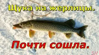 Щука на жерлицы . Почти сошла . Новинка 2022