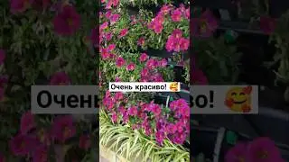 #shots #short #shortvideo #shortsvideo #belarus #беларусь #гродно #travel #путешествия #путешествие