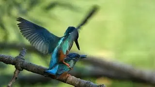 Eisvogel - Paarung