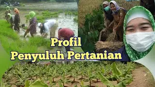 Profil Penyuluh Pertanian Kabupaten Lebak
