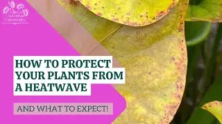 How to Protect your Carnivorous Plants from Summer Heat Waves