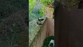 Peahens at nsti (w) indore mp