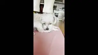 자기 발 핥는 강아지 [딸기티비]