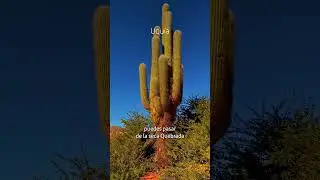 🇦🇷Desde la Quebrada de Humahuaca a la verde vegetación de las Yungas jujeñas. ¡Descubre Argentina!
