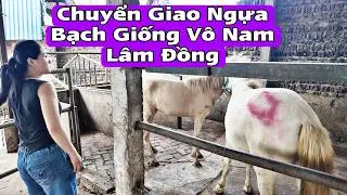 Transporting Cremello Seedlings to Southern Lam Dong Province | BẠCH MÃ TV