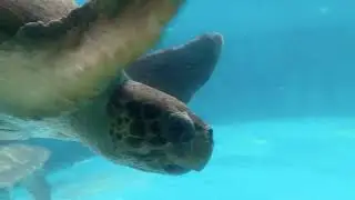 VISITA AO PROJETO TAMAR E AQUÁRIO DE UBATUBA