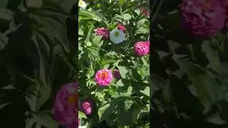 Zinnia