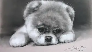 How to draw Boo -  A pastel portrait of the world's cutest dog