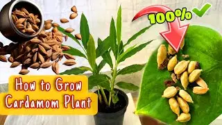 How to grow cardamom (ilaichi) seeds and plants multiplication at home || इलायची कैसे उगाए