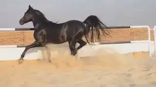 Арабский Скакун