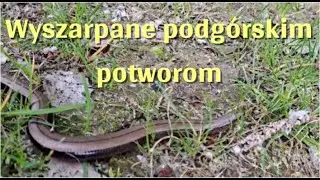 Wyszarpane podgórskim potworom