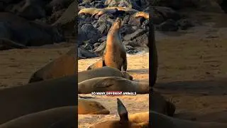 If you love wildlife - The Galapagos is the Place to Be! 