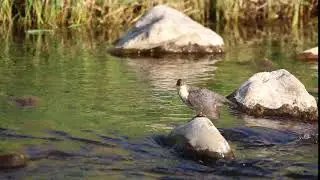 Dipper
