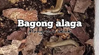 Littoral whiptail-Skink | Bagong alaga | Feeding.