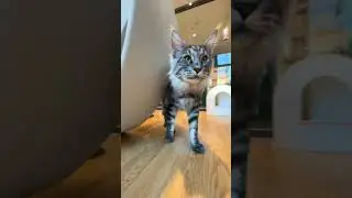 Cats Club|Cute cats daily life🐈(6) #cats #cute #shorts